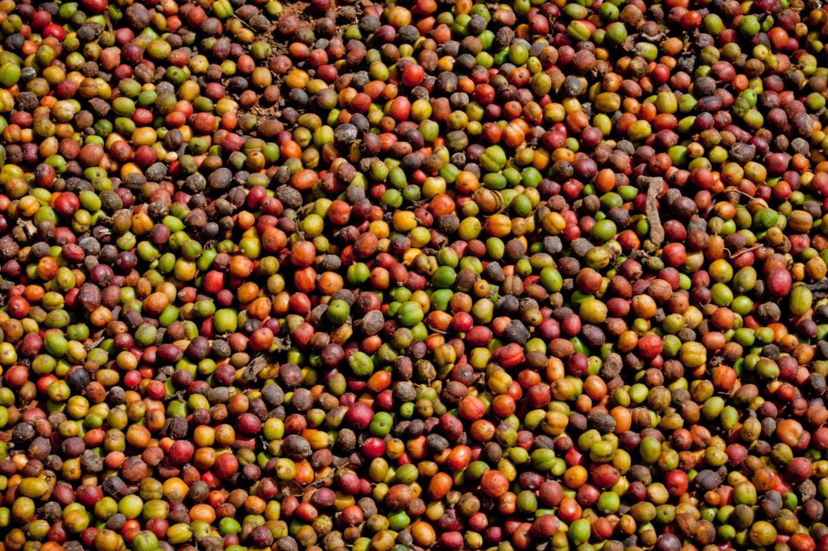 Lots of coffee bean cherries