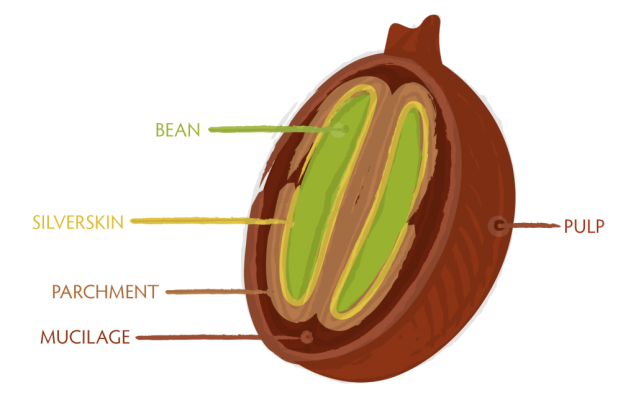 bean-cross-section-1024×644