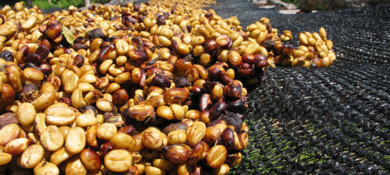 Honey process