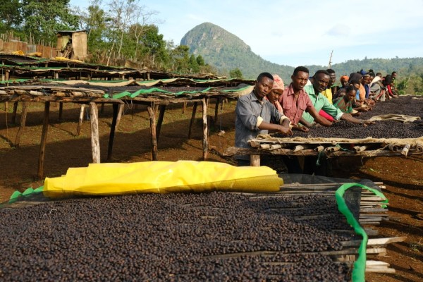 Biloya - Specialty Coffee In The Making