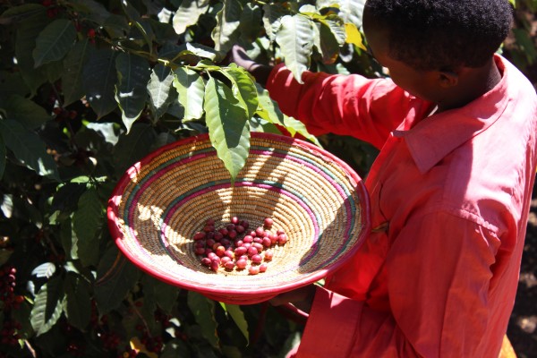 Chelichele Farm - Specialty Coffee In The Making
